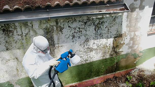 Top rated local Mold Remediation specialists in New Market, VA